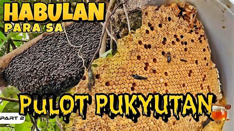 Pukyutan .